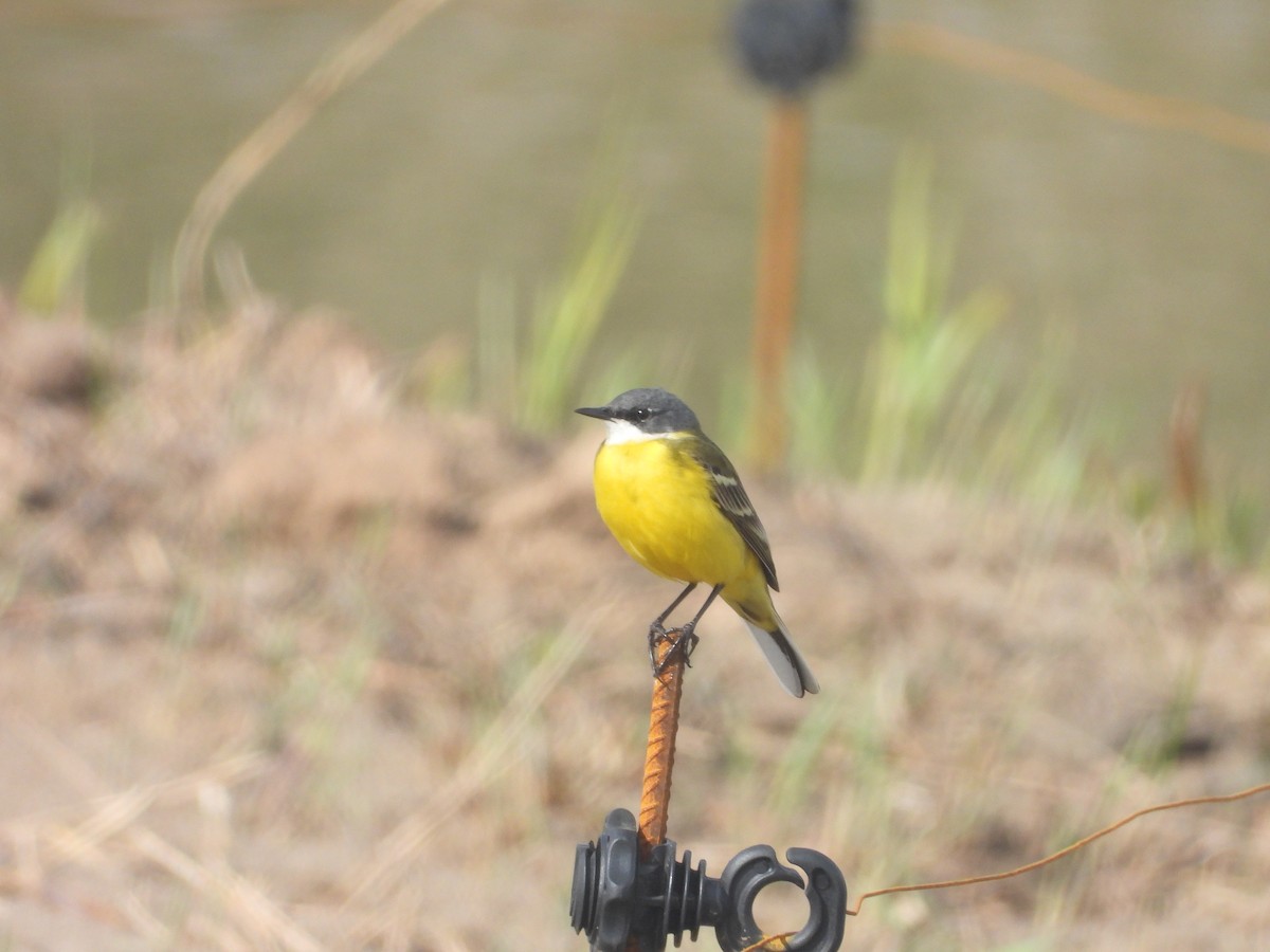 Western Yellow Wagtail (cinereocapilla) - ML633492426