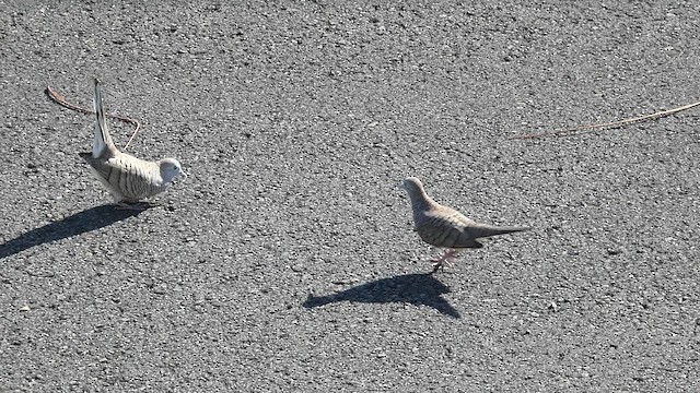 Zebra Dove - ML633492427