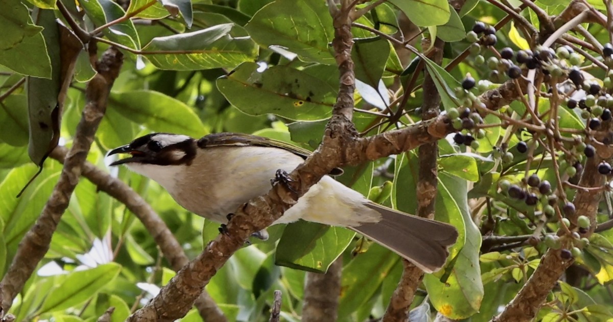 Light-vented Bulbul - ML633492434
