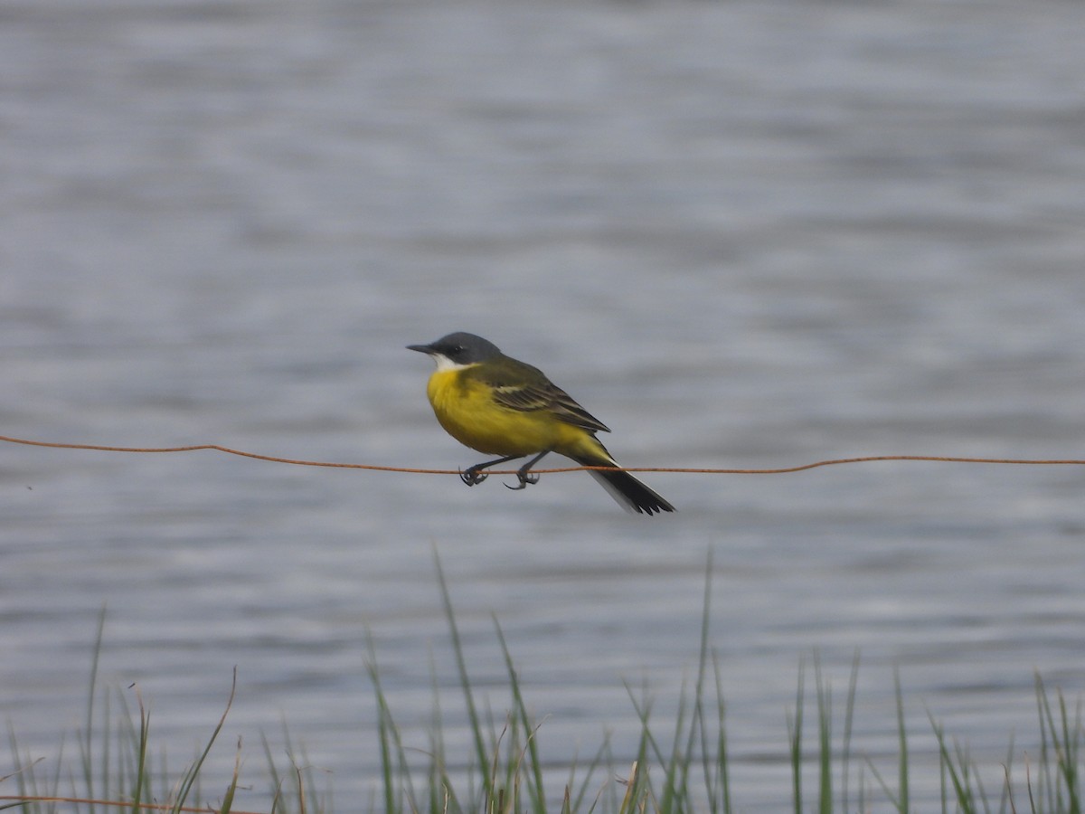 Western Yellow Wagtail (cinereocapilla) - ML633492444