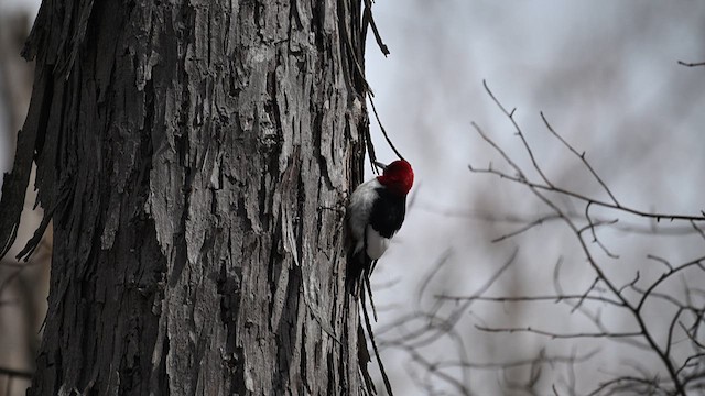 Red-headed Woodpecker - ML633492610