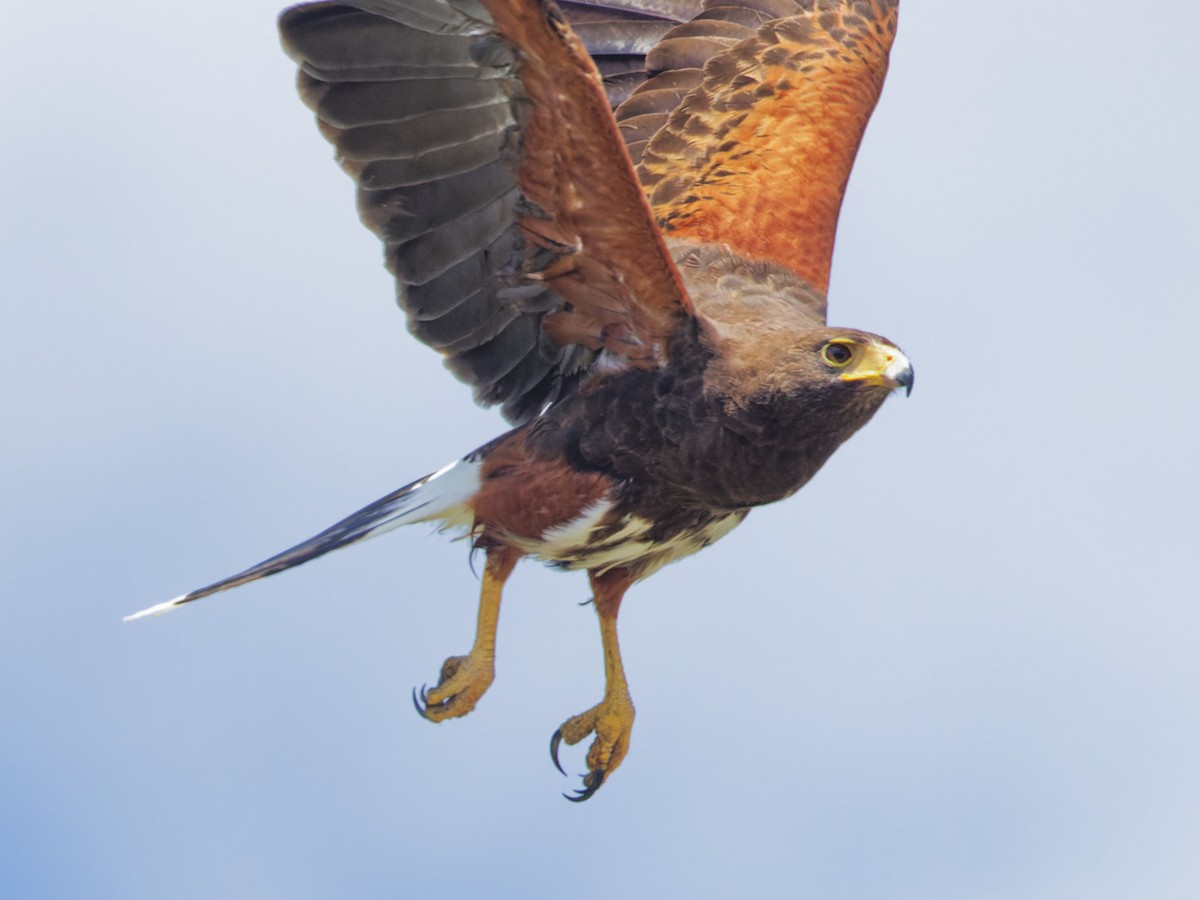 Harris's Hawk - ML633492654