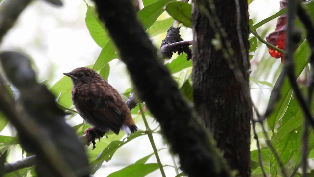 Streak-necked Flycatcher - ML633492660