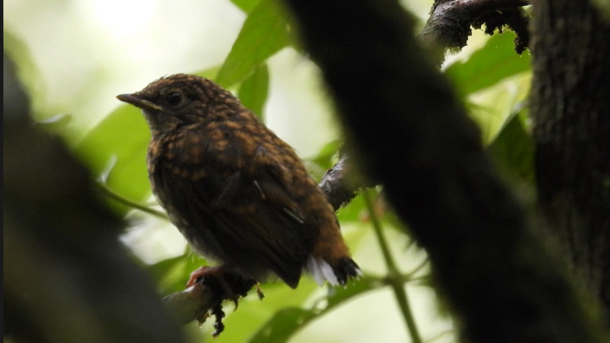 Streak-necked Flycatcher - ML633492664