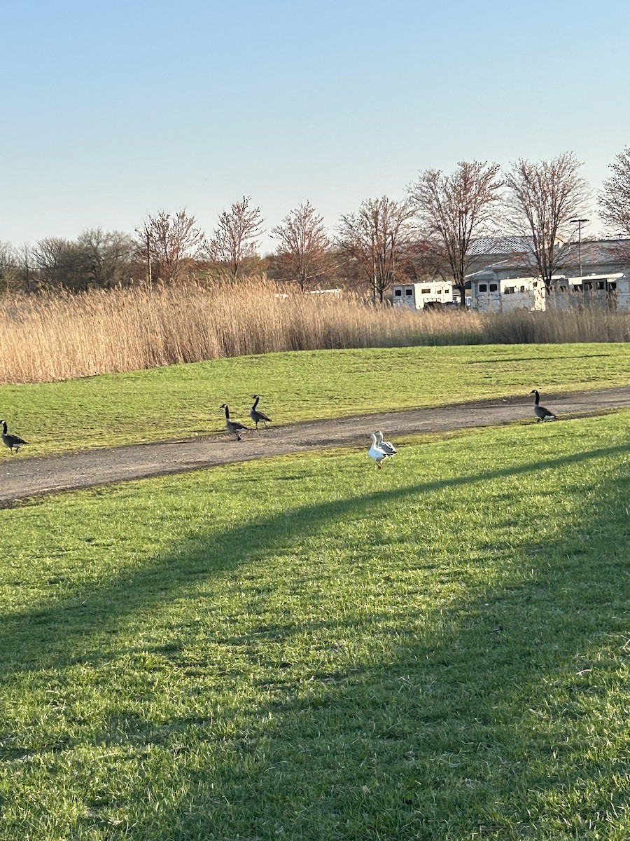 Snow Goose - ML633492730