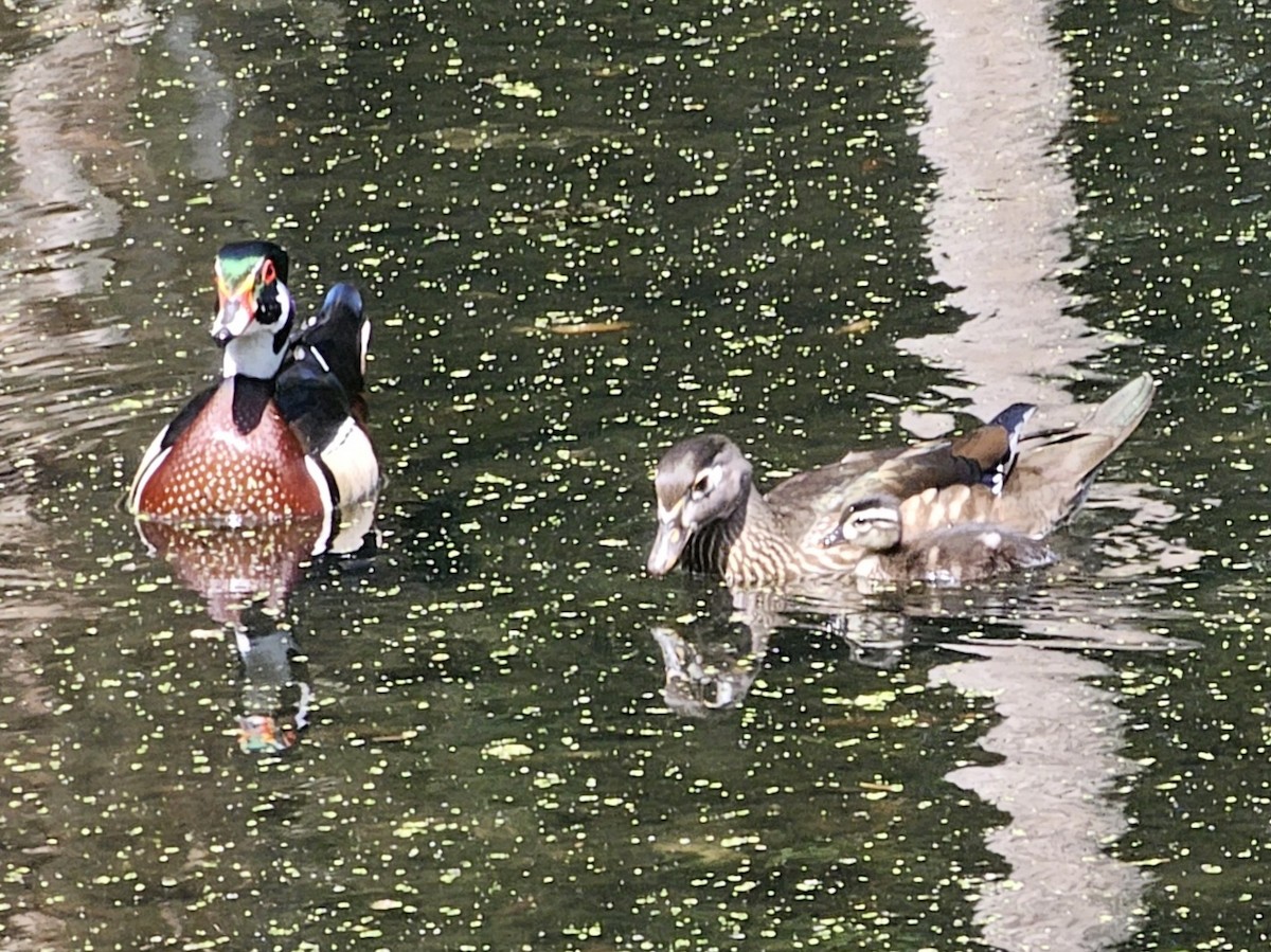 Wood Duck - ML633492816