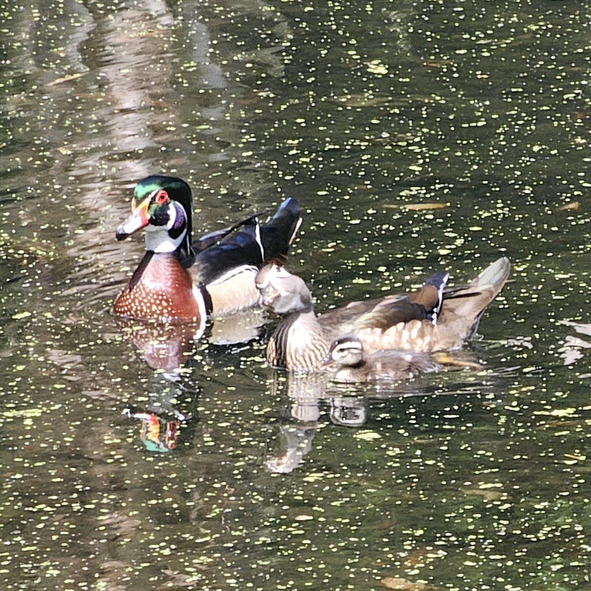 Wood Duck - ML633492817