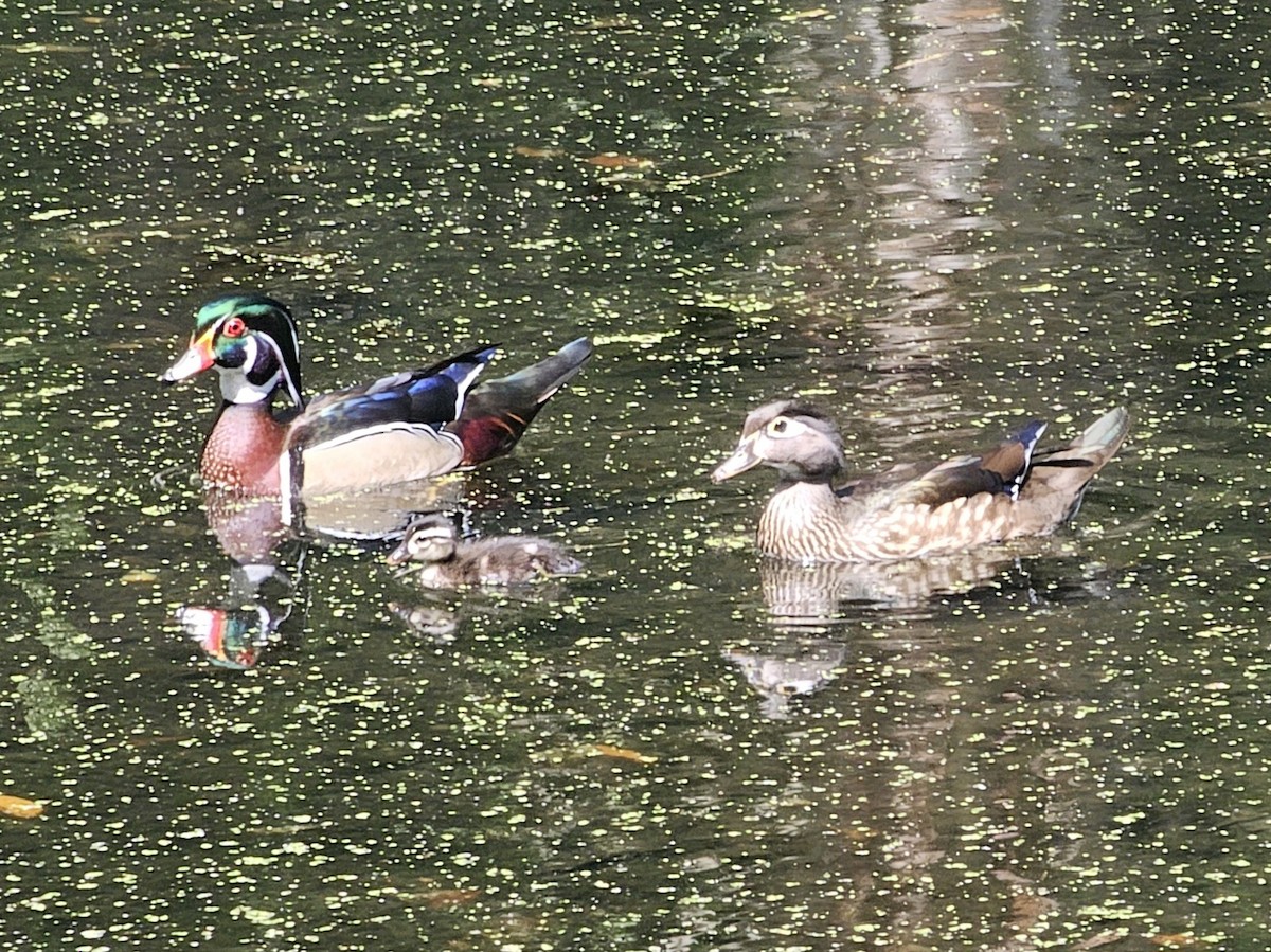 Wood Duck - ML633492818