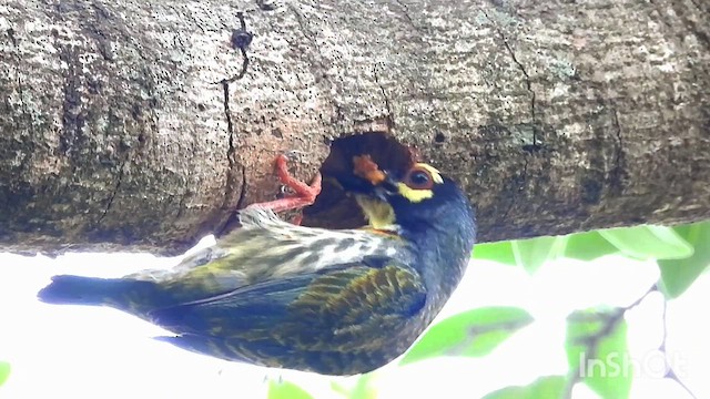 Coppersmith Barbet - ML633492915
