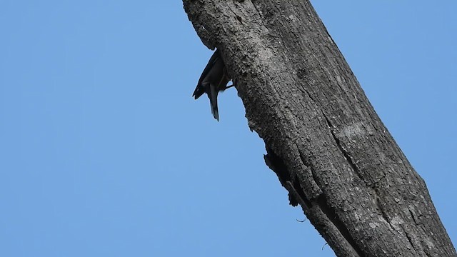 Yellow-crowned Woodpecker - ML633492938