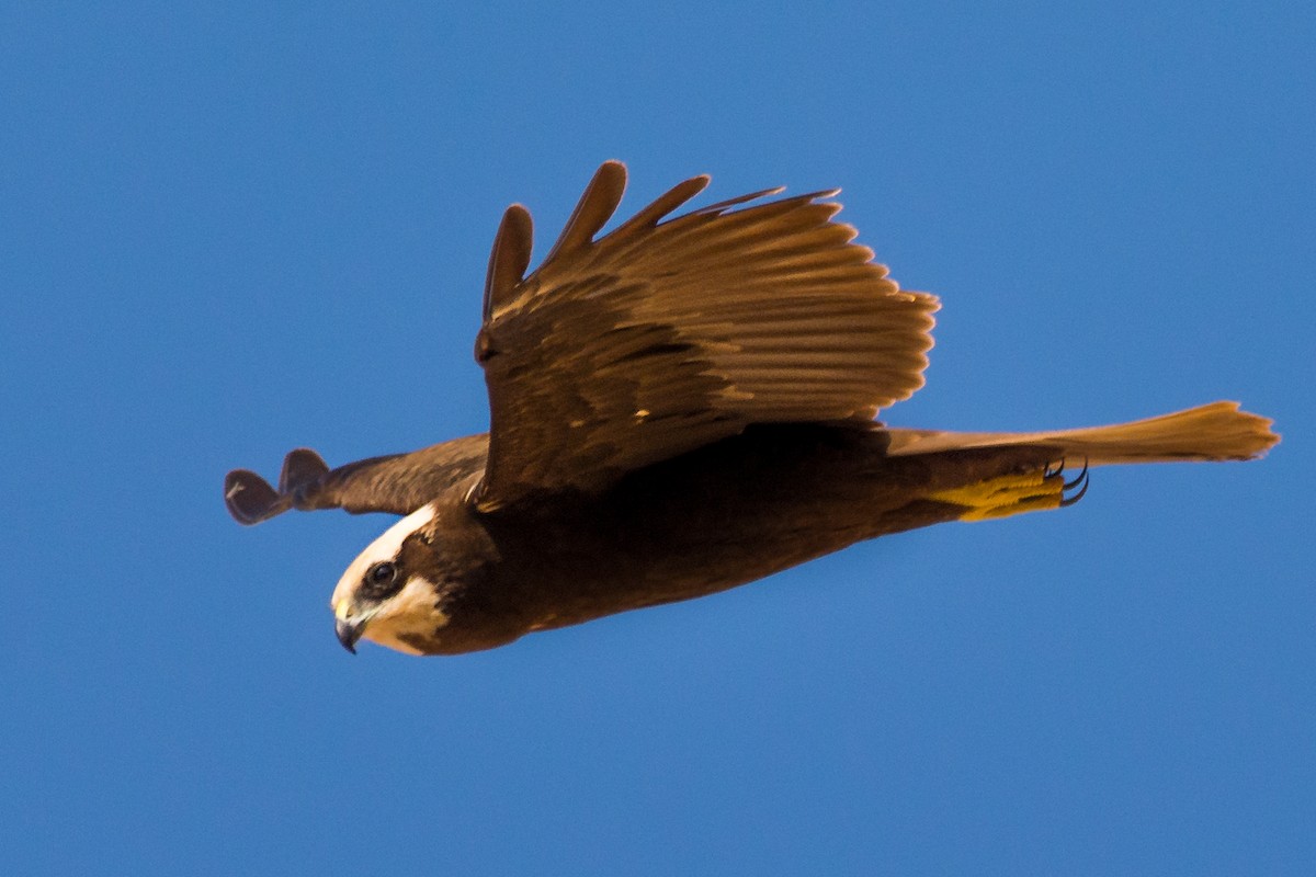 Western Marsh Harrier - ML633492951
