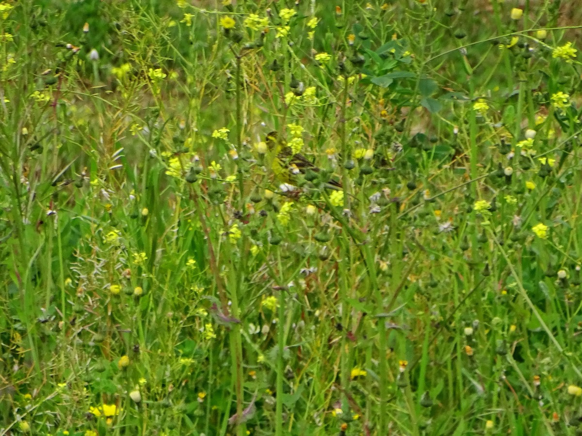 European Serin - ML633493005