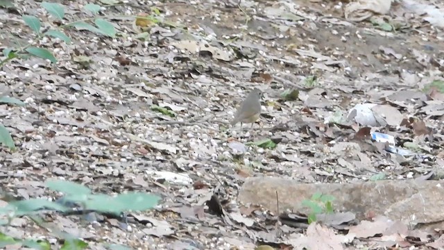 Indian Blue Robin - ML633493012