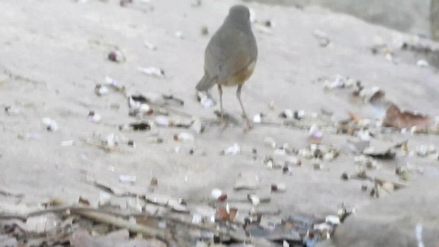 Indian Blue Robin - ML633493013