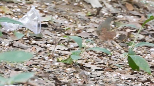 Indian Blue Robin - ML633493018