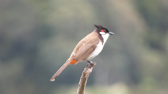 Red-whiskered Bulbul - ML633493026