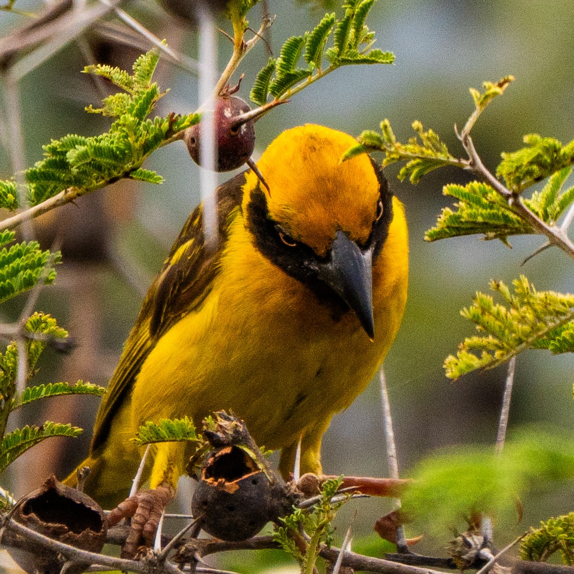 Fox's Weaver - ML633493031