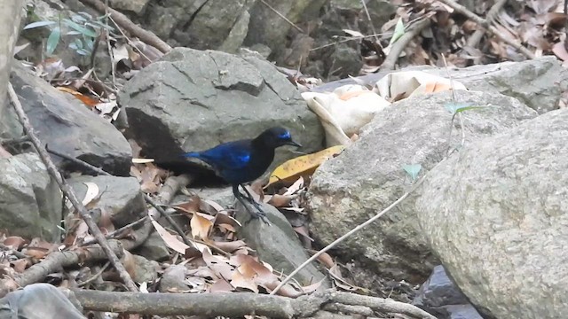Malabar Whistling-Thrush - ML633493035