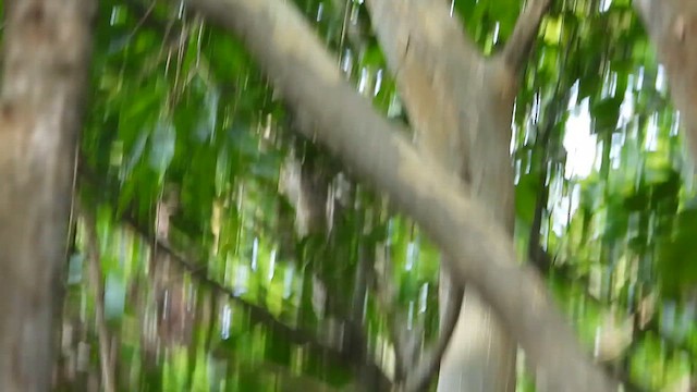 Malabar Whistling-Thrush - ML633493038