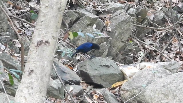 Malabar Whistling-Thrush - ML633493039