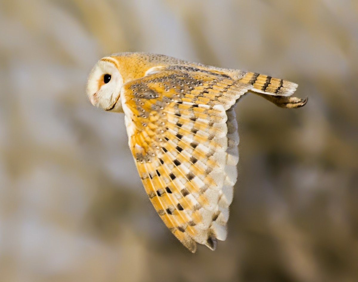 Western Barn Owl - ML633493065
