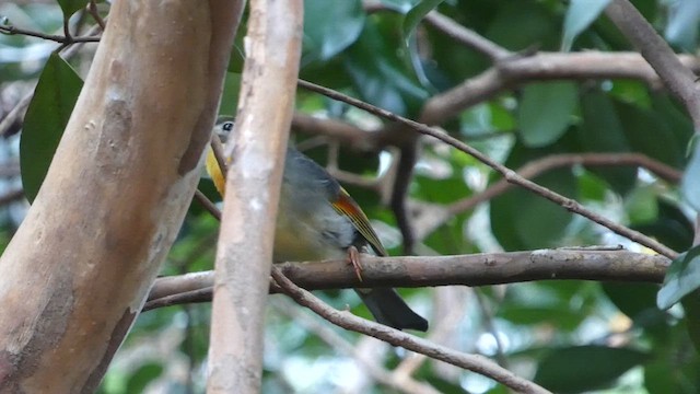 Red-billed Leiothrix - ML633493066