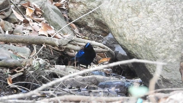 Malabar Whistling-Thrush - ML633493071