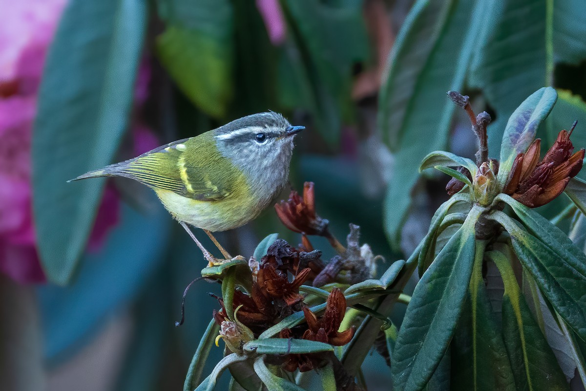 Ashy-throated Warbler - ML633493148