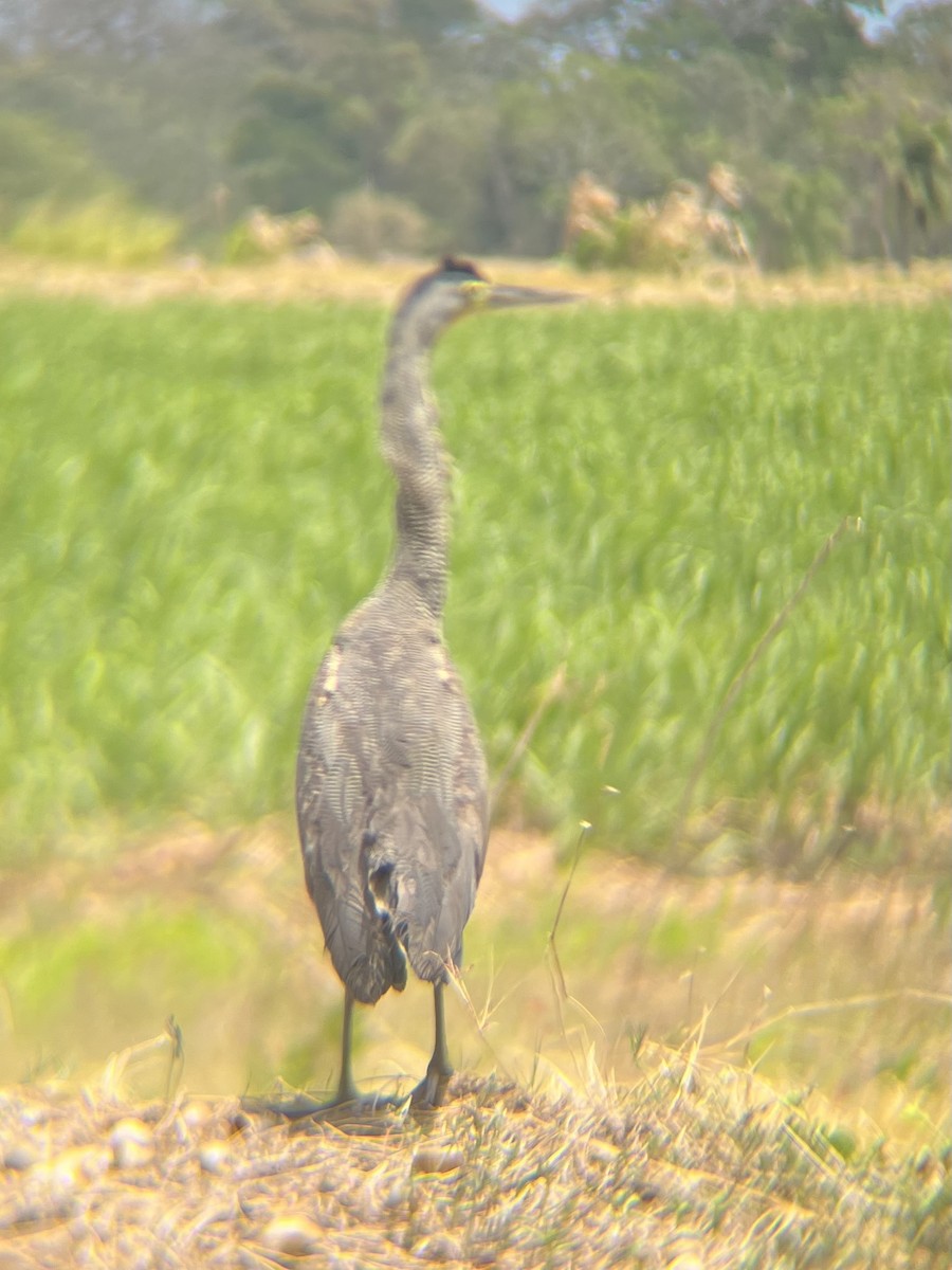 Bare-throated Tiger-Heron - ML633493221