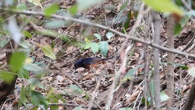 White-rumped Shama - ML633493320