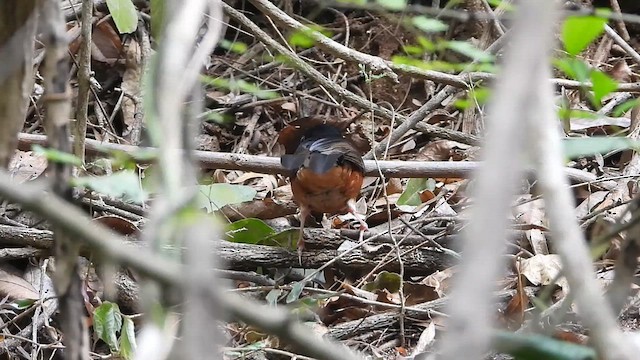 White-rumped Shama - ML633493322