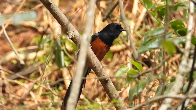 White-rumped Shama - ML633493323