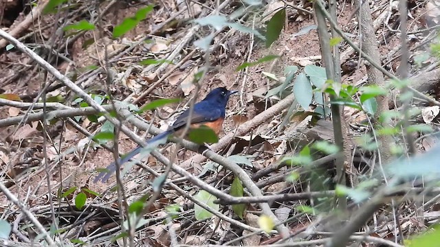 White-rumped Shama - ML633493332