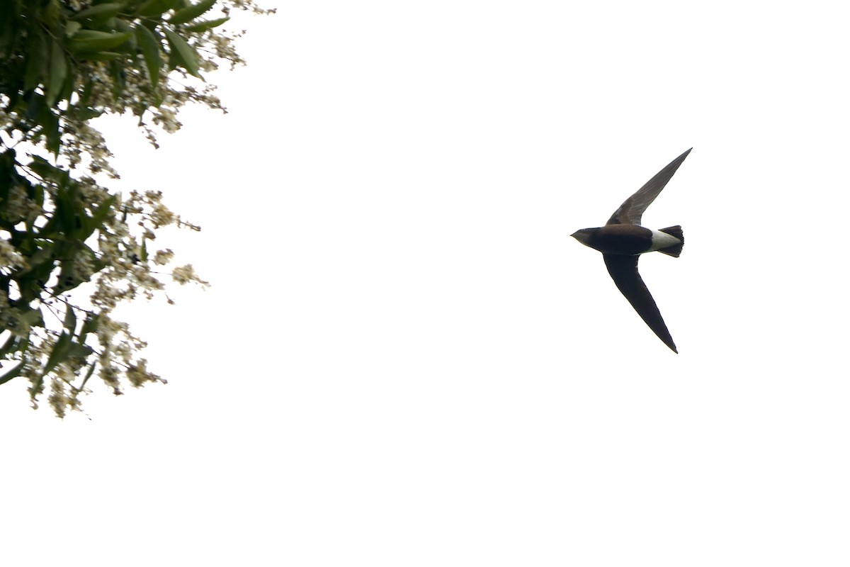 Silver-backed Needletail - ML633493334