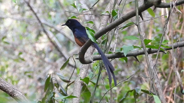 White-rumped Shama - ML633493341