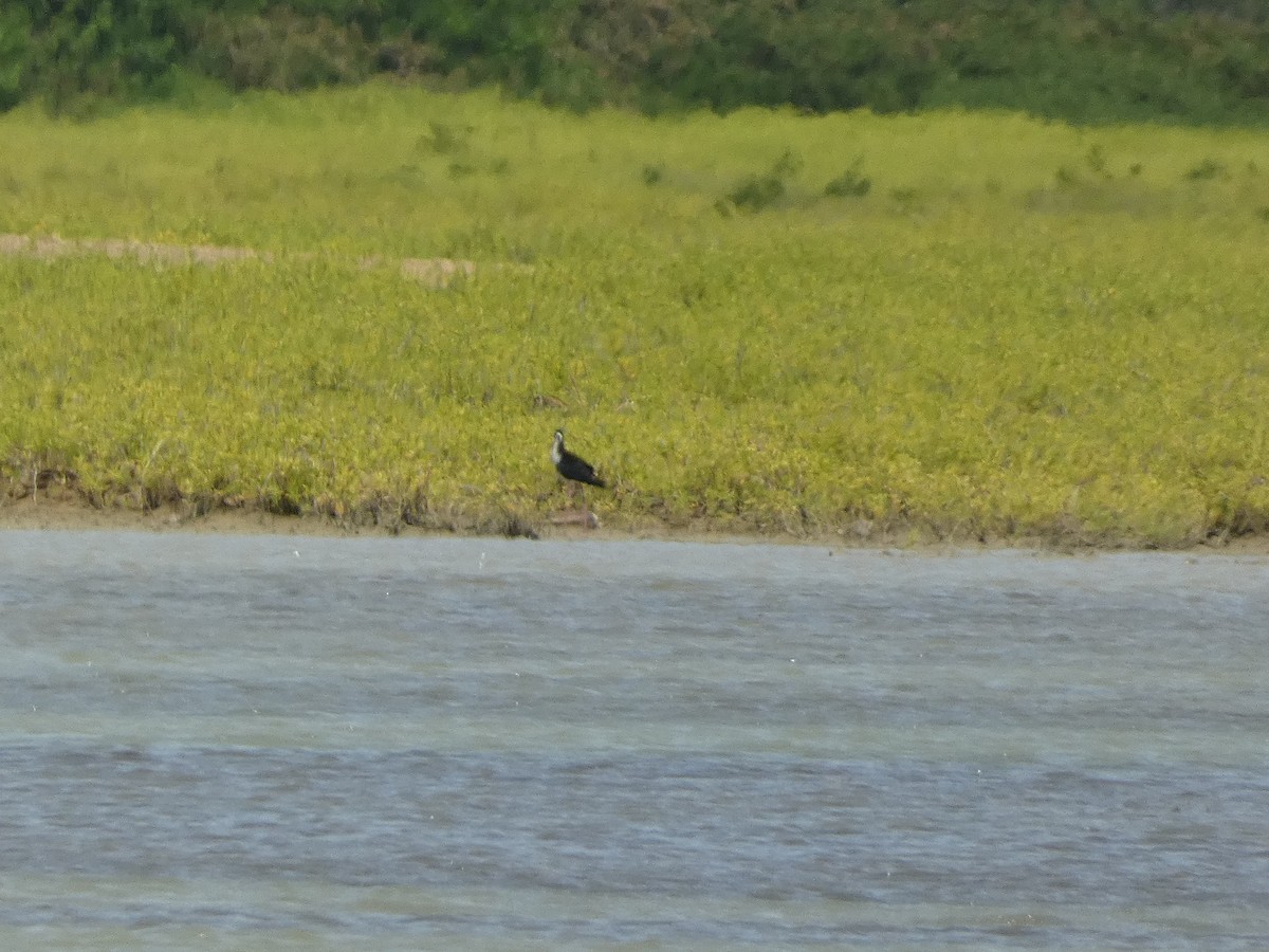 Black-necked Stilt - ML633493417