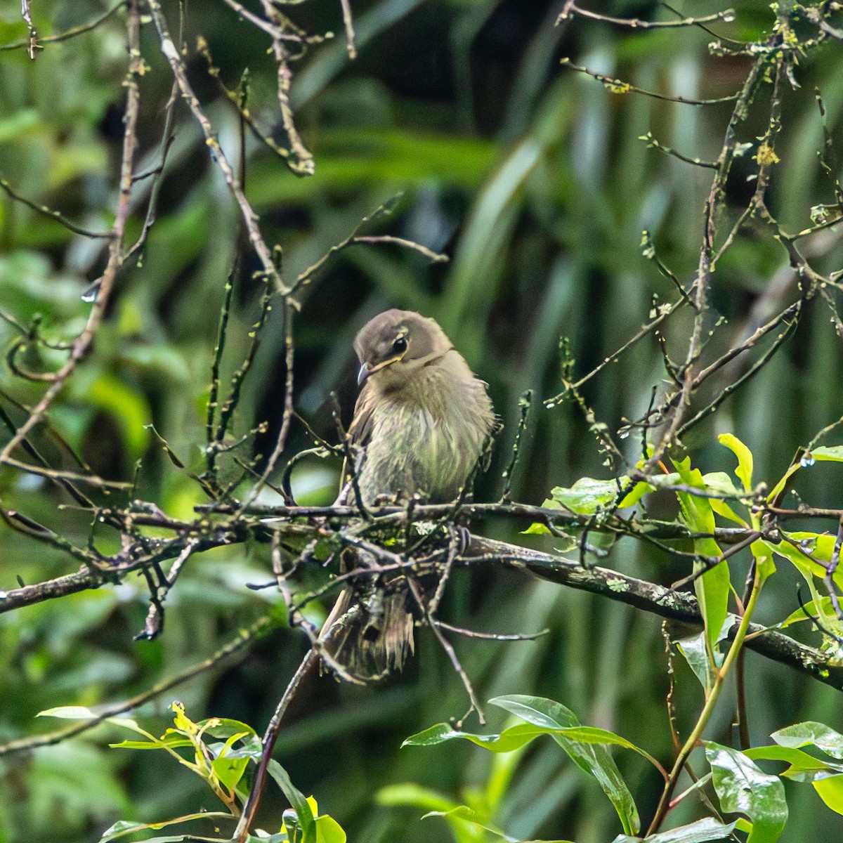 Highland Elaenia - ML633493547