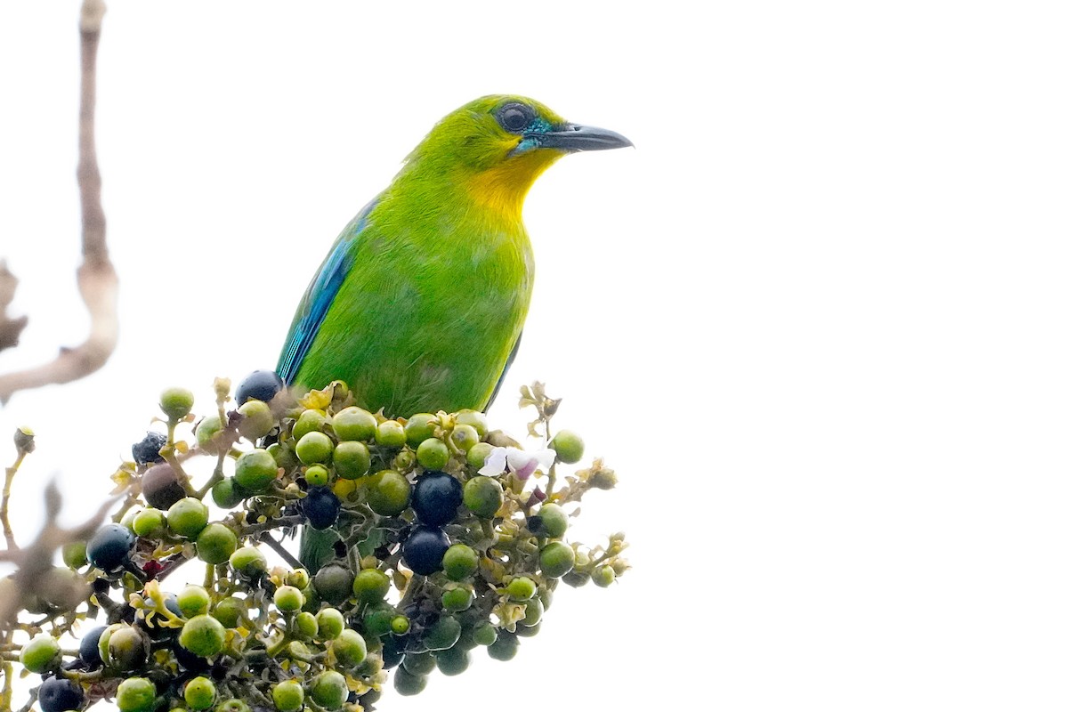 Yellow-throated Leafbird - ML633493685