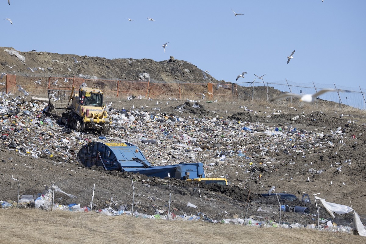 цахлай - ML633493706