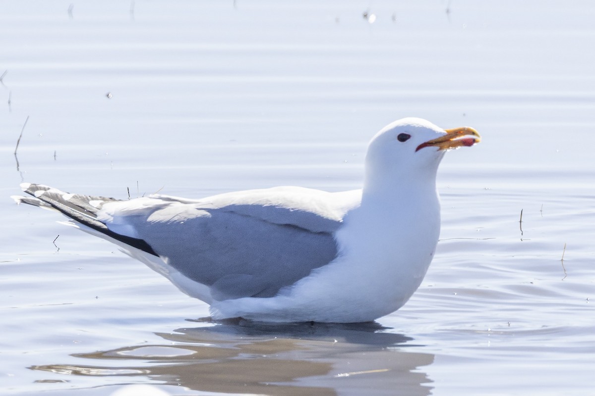 California Gull - ML633493719