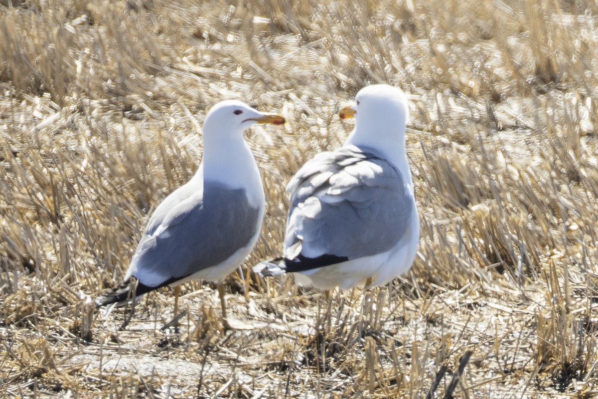 California Gull - ML633493720