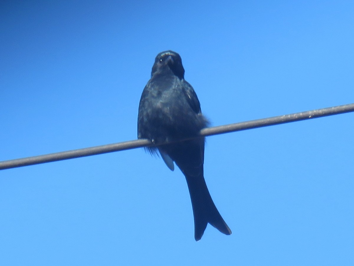 Fork-tailed Drongo (adsimilis Group) - ML633493755
