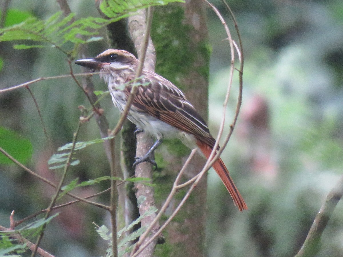 Streaked Flycatcher - ML633493759