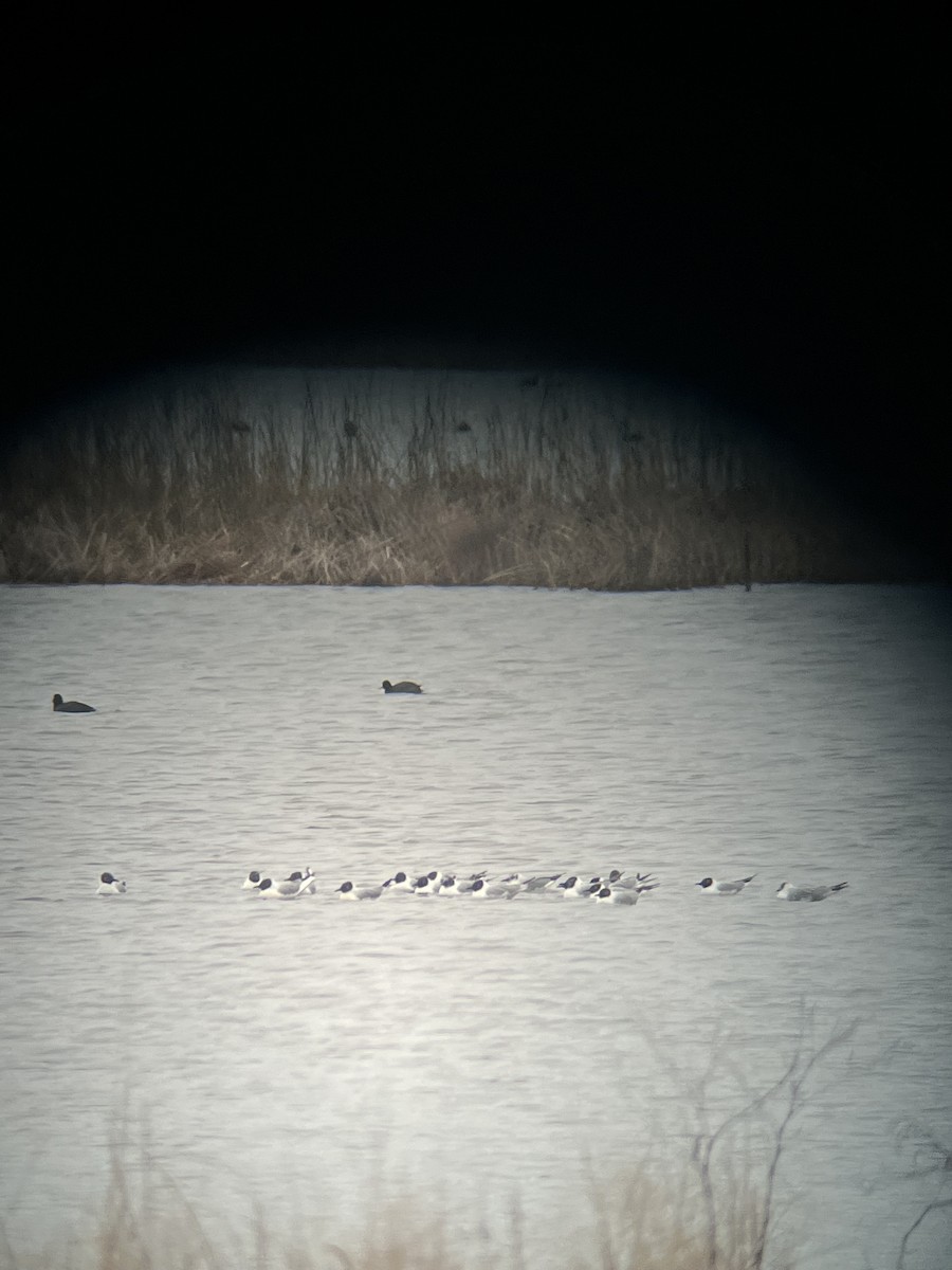 Bonaparte's Gull - ML633493824