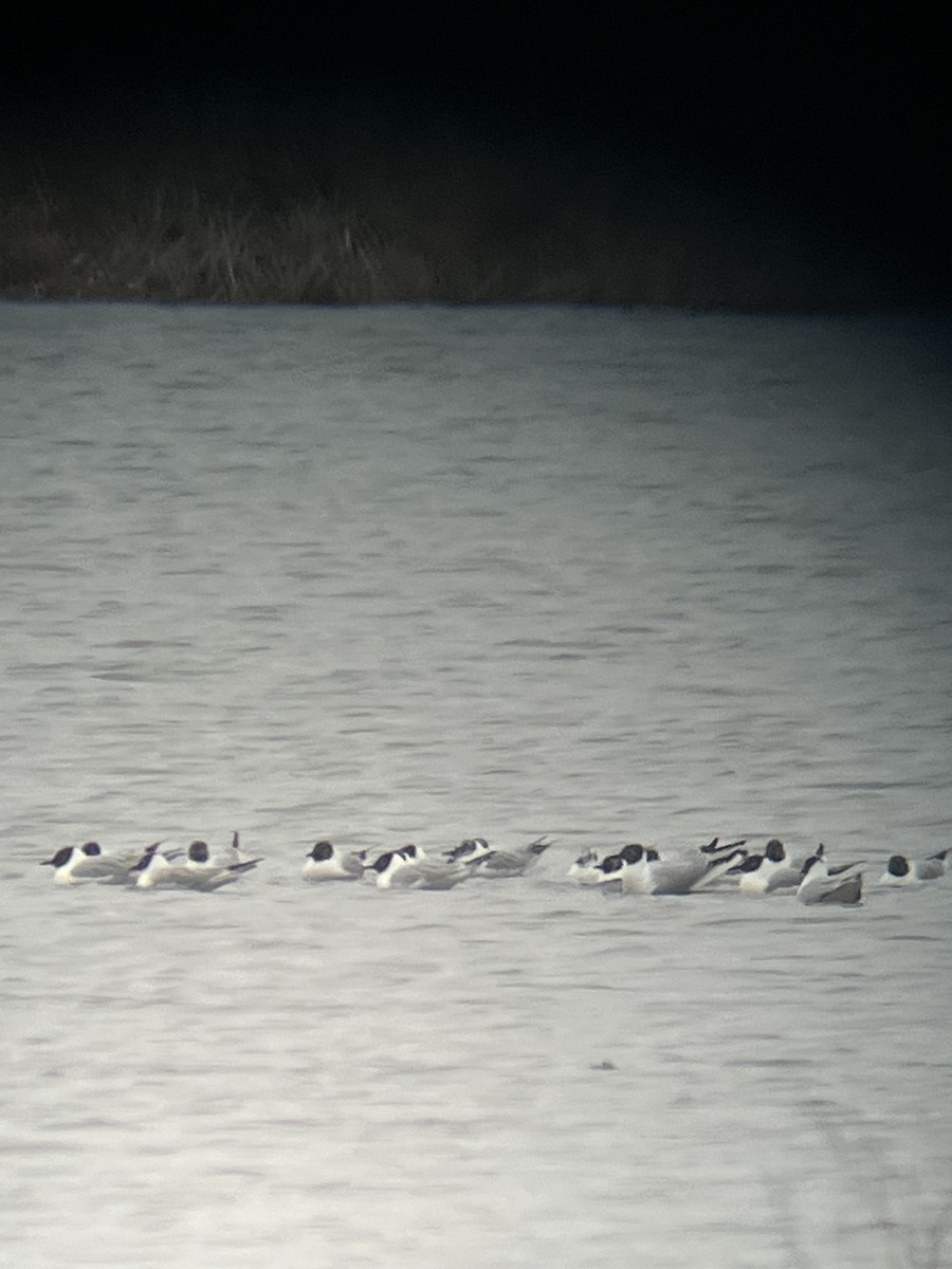 Bonaparte's Gull - ML633493825