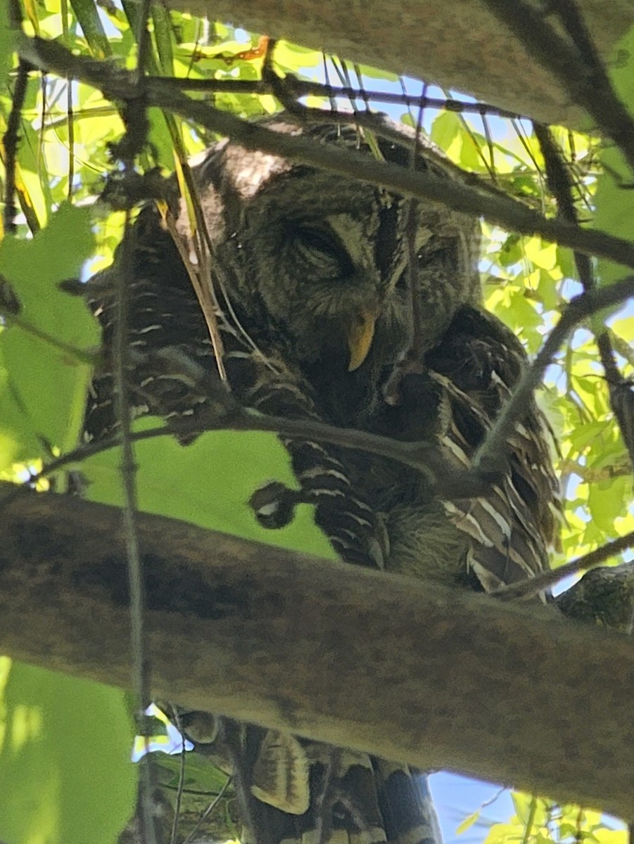 アメリカフクロウ - ML633493891