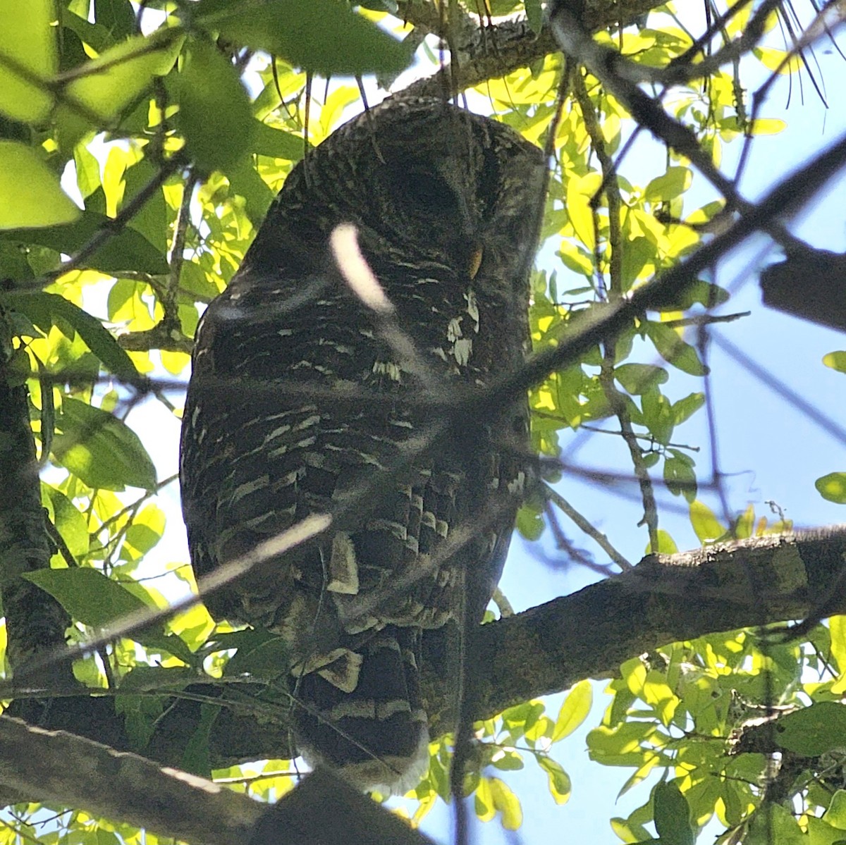 アメリカフクロウ - ML633493892