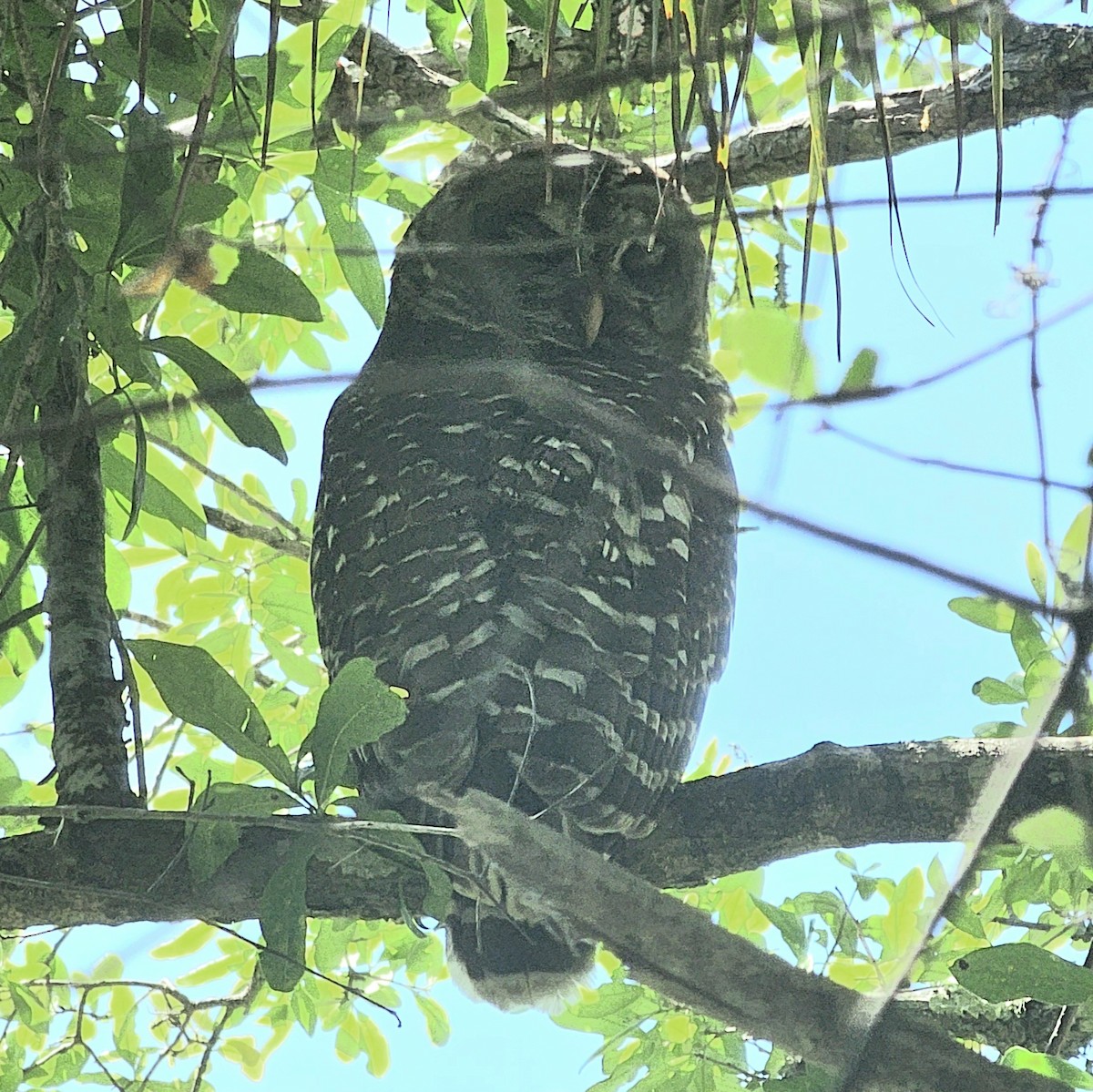 アメリカフクロウ - ML633493894