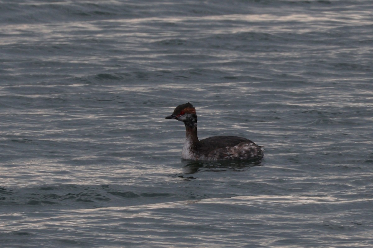 Horned Grebe - ML633493982