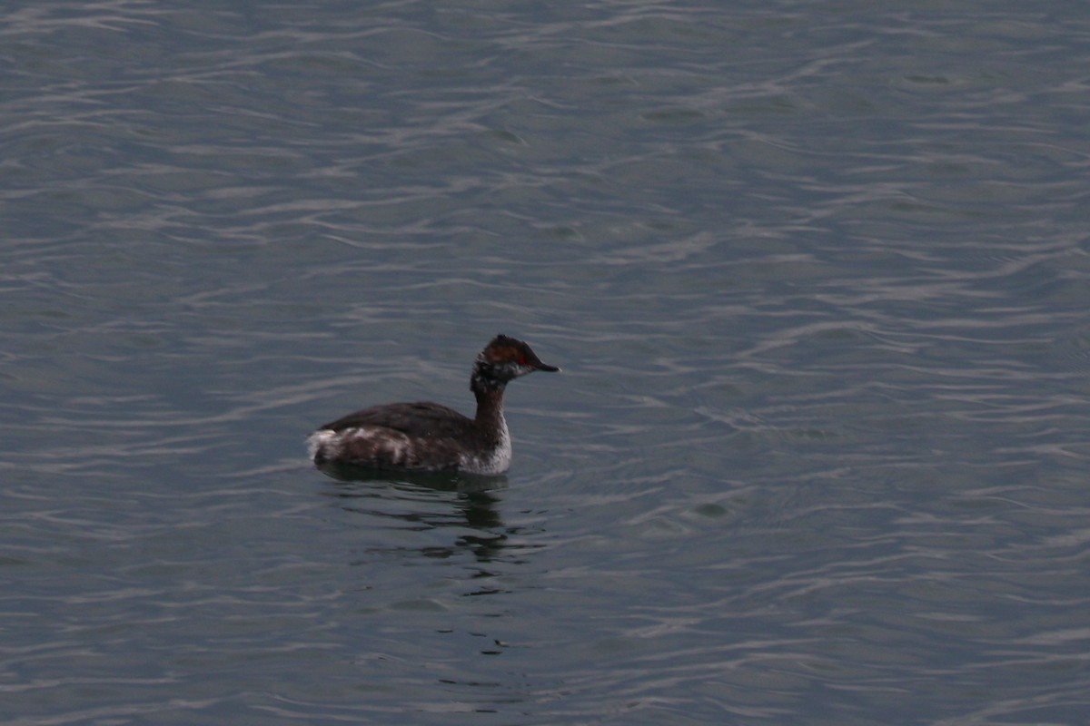 Horned Grebe - ML633494011